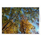 Looking Up (Front Horizontal)