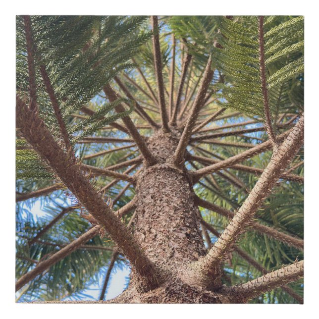 Looking up a tree trunk faux canvas print (Front)