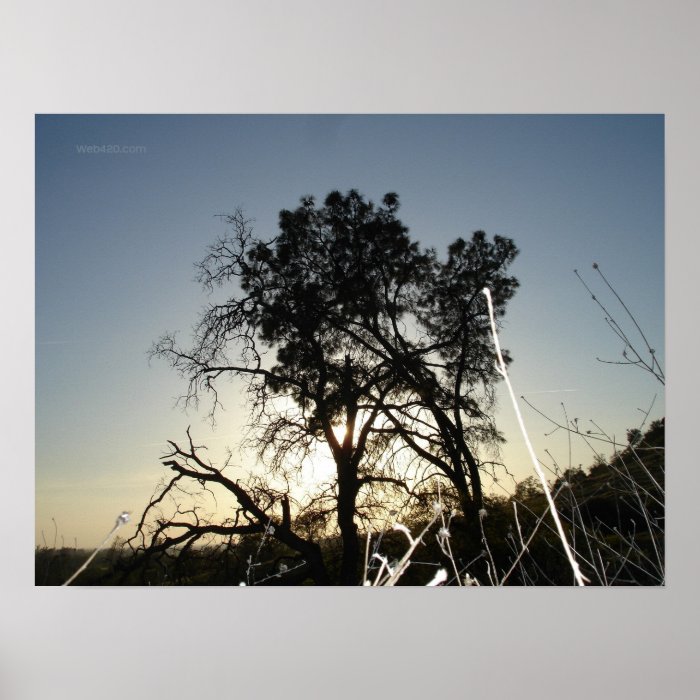 looking up at a tree through grass poster