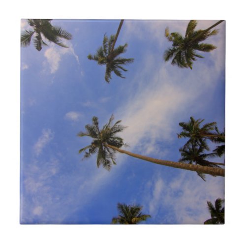 Looking up at beautiful palm trees blue sky ceramic tile