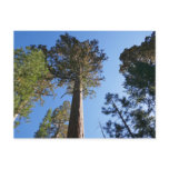 Looking Up at Mariposa Grove Postcard