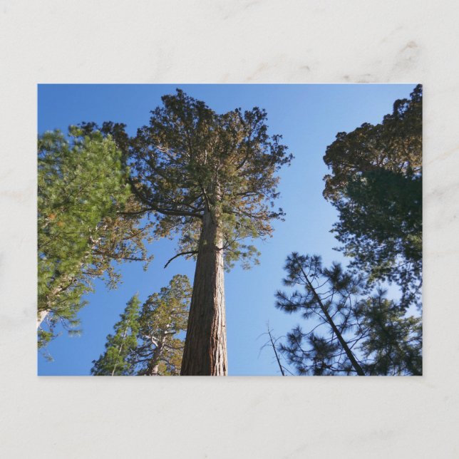Looking Up at Mariposa Grove Postcard (Front)