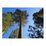 Looking Up at Mariposa Grove Poster