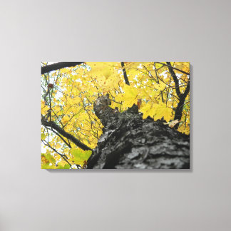 Looking Up at Yellow Fall Leaves Canvas Print