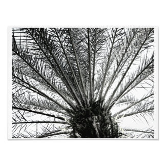 Looking Up // Black and White Florida Palm Photo Print