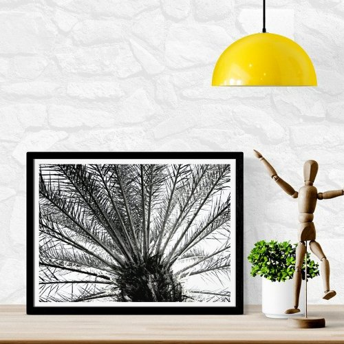 Looking Up  Black and White Florida Palm Photo Print