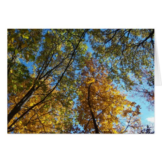 Looking Up Cards (Front Horizontal)