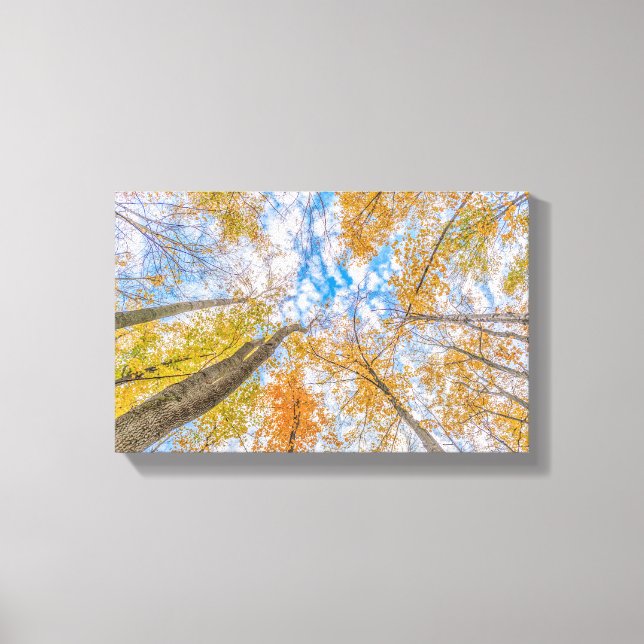 Looking up from the forest floor Stretched Canvas Print (Front)