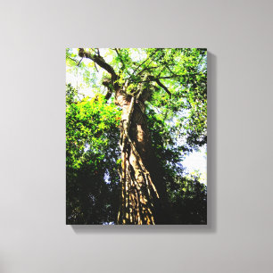 Looking up large tree in forest - Wrapped Canvas Print