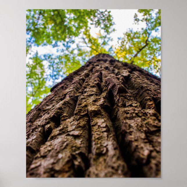 Looking Up Poster (Front)