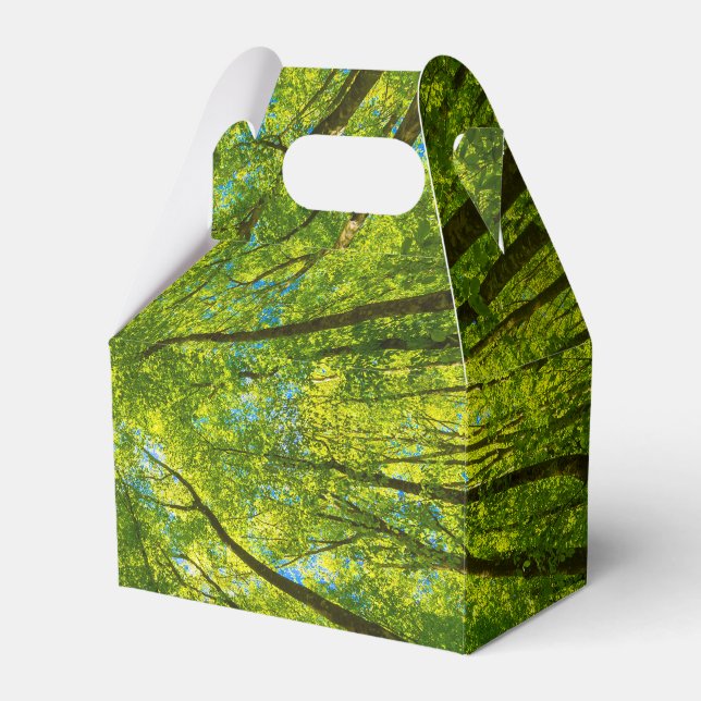 Looking up through green tree leaves favor boxes (Front Side)