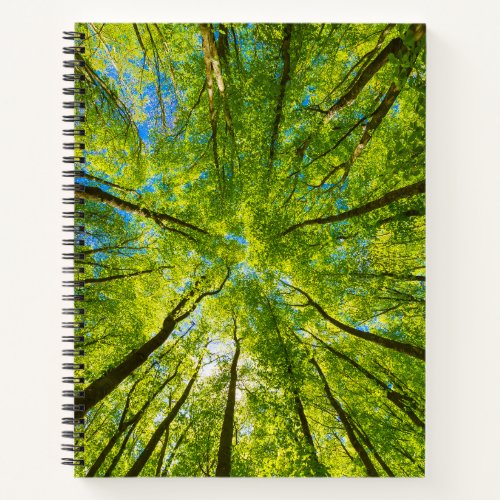 Looking up through green tree leaves notebook