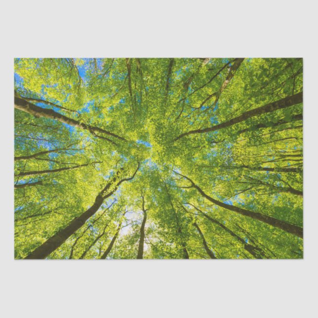 Looking up through green tree leaves tissue paper (Front)