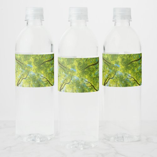 Looking up through green tree leaves water bottle label