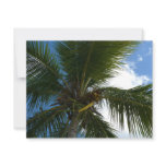 Looking Up to Coconut Palm Tree Tropical Nature