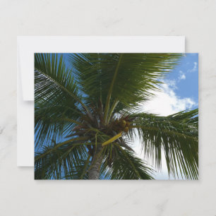 Looking Up to Coconut Palm Tree Tropical Nature