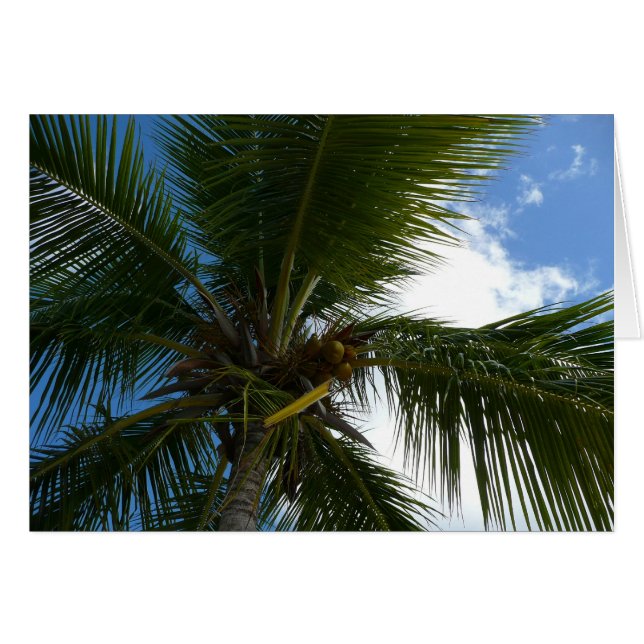 Looking Up to Coconut Palm Tree Tropical Nature (Front Horizontal)