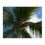 Looking Up to Coconut Palm Tree Tropical Nature Acrylic Print