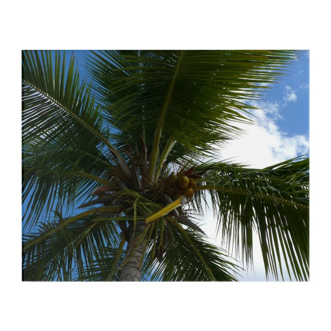 Looking Up to Coconut Palm Tree Tropical Nature Acrylic Print (Front)