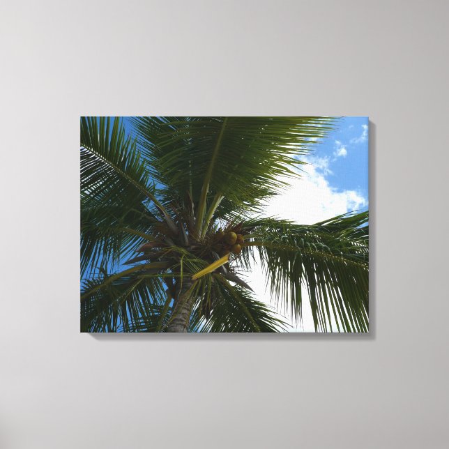 Looking Up to Coconut Palm Tree Tropical Nature Canvas Print (Front)