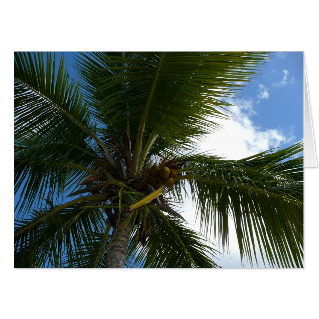 Looking Up to Coconut Palm Tree Tropical Nature Card (Front Horizontal)