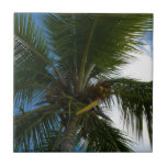 Looking Up to Coconut Palm Tree Tropical Nature Ceramic Tile