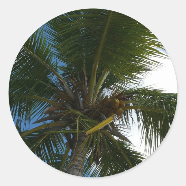 Looking Up to Coconut Palm Tree Tropical Nature Classic Round Sticker (Front)