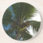 Looking Up to Coconut Palm Tree Tropical Nature Coaster