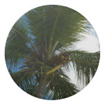 Looking Up to Coconut Palm Tree Tropical Nature Eraser