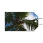 Looking Up to Coconut Palm Tree Tropical Nature Gift Tags