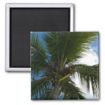 Looking Up to Coconut Palm Tree Tropical Nature Magnet