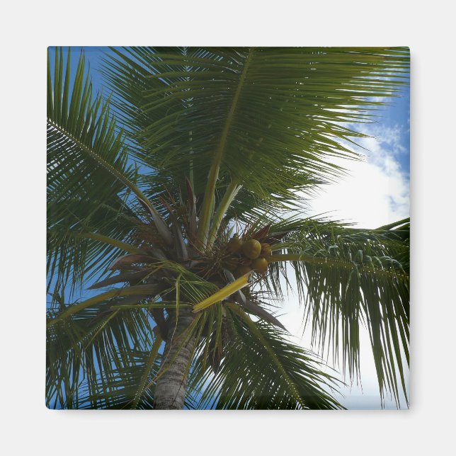 Looking Up to Coconut Palm Tree Tropical Nature Magnet (Front)