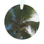 Looking Up to Coconut Palm Tree Tropical Nature Ornament