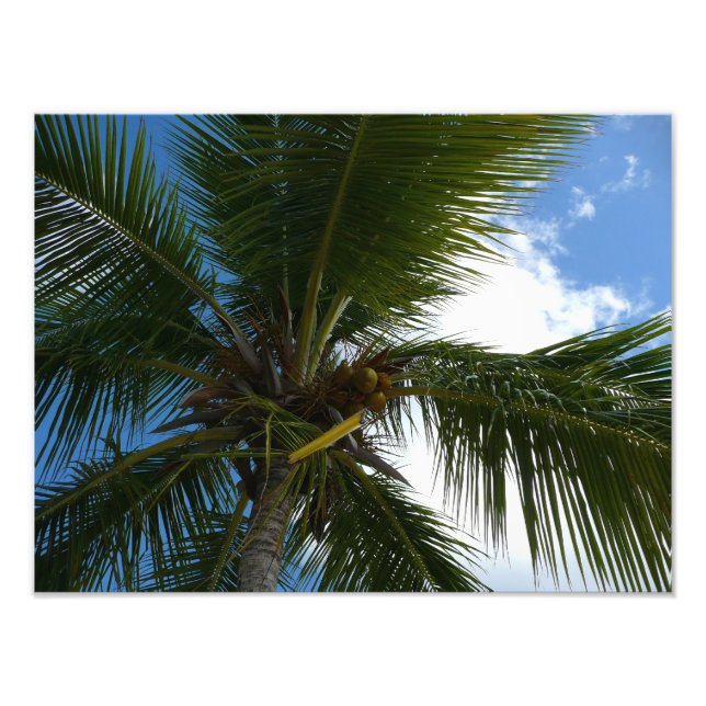 Looking Up to Coconut Palm Tree Tropical Nature Photo Print (Front)