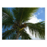 Looking Up to Coconut Palm Tree Tropical Nature Photo Print