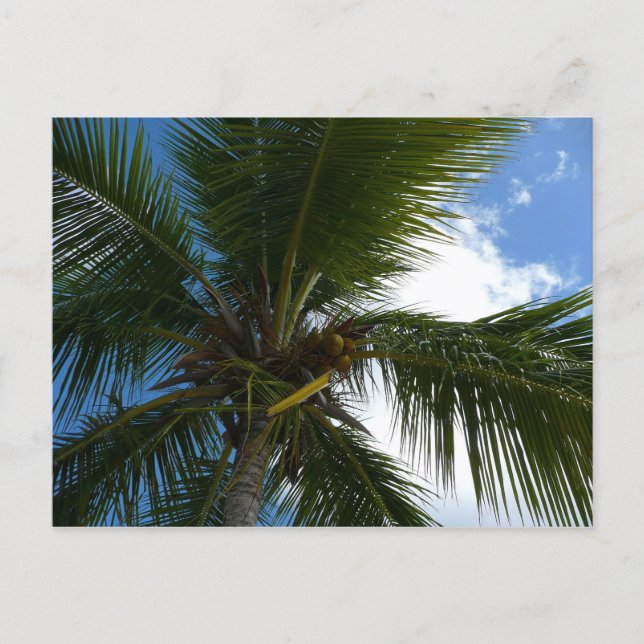 Looking Up to Coconut Palm Tree Tropical Nature Postcard (Front)