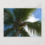 Looking Up to Coconut Palm Tree Tropical Nature Postcard