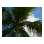 Looking Up to Coconut Palm Tree Tropical Nature Poster