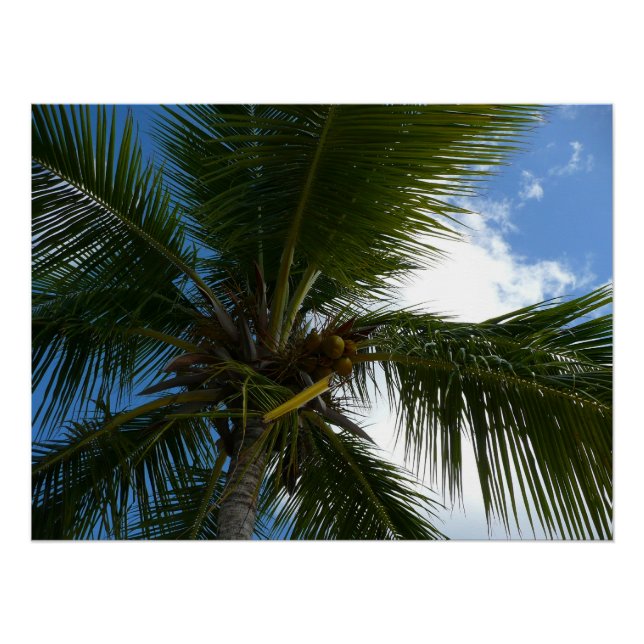 Looking Up to Coconut Palm Tree Tropical Nature Poster (Front)