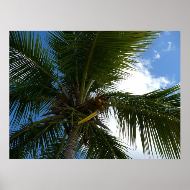 Looking Up to Coconut Palm Tree Tropical Nature Poster (Front)