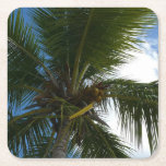 Looking Up to Coconut Palm Tree Tropical Nature Square Paper Coaster