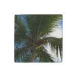 Looking Up to Coconut Palm Tree Tropical Nature Stone Magnet