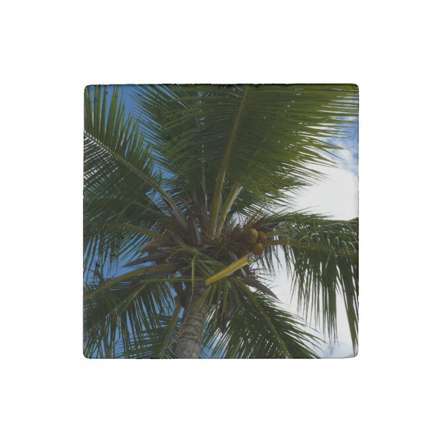 Looking Up to Coconut Palm Tree Tropical Nature Stone Magnet (Front)