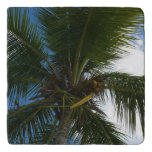 Looking Up to Coconut Palm Tree Tropical Nature Trivet