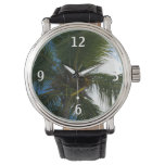 Looking Up to Coconut Palm Tree Tropical Nature Watch
