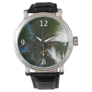 Looking Up to Coconut Palm Tree Tropical Nature Watch