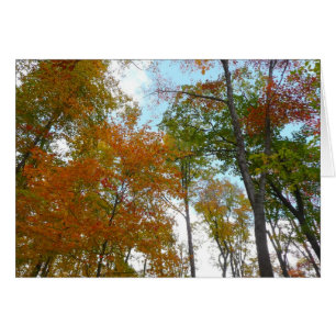 Looking Up to Fall Leaves I Colorful Fall Foliage Cards