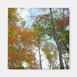 Looking Up to Fall Leaves I Colorful Fall Foliage Magnet