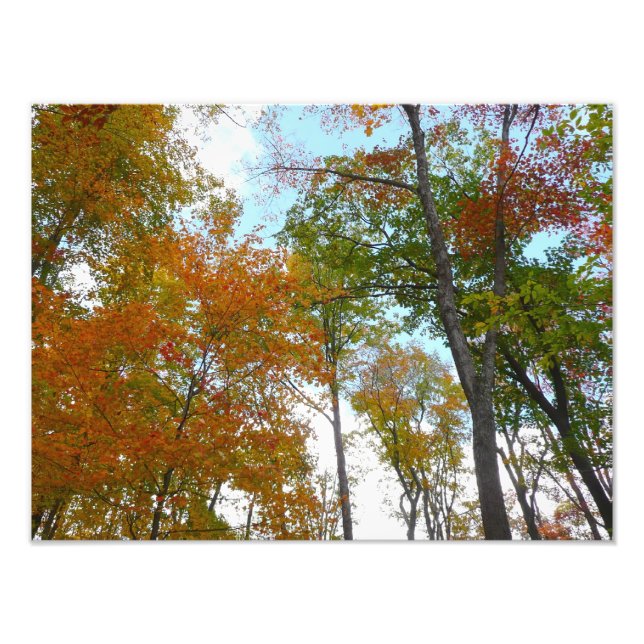 Looking Up to Fall Leaves I Colorful Fall Foliage Photo Print (Front)