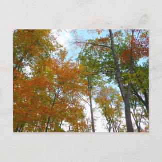 Looking Up to Fall Leaves I Colorful Fall Foliage Postcard
